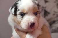 CHIOT bleu merle