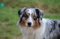 femelle bleue merle