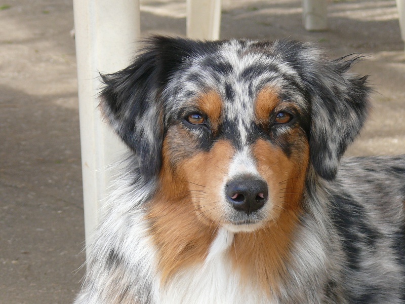 Era Des  mazellières