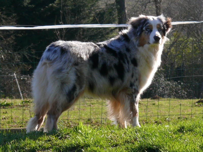 Gaïa blue girl Des  mazellières